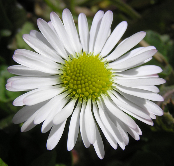 Gänseblümchen, Bellis perennis